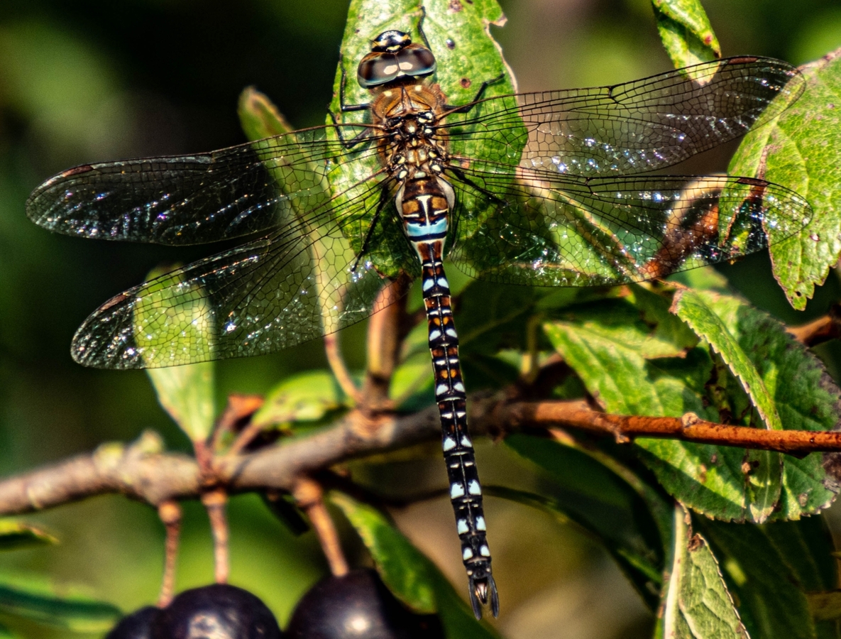 Dragonfly at rest